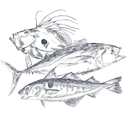 Wild fish