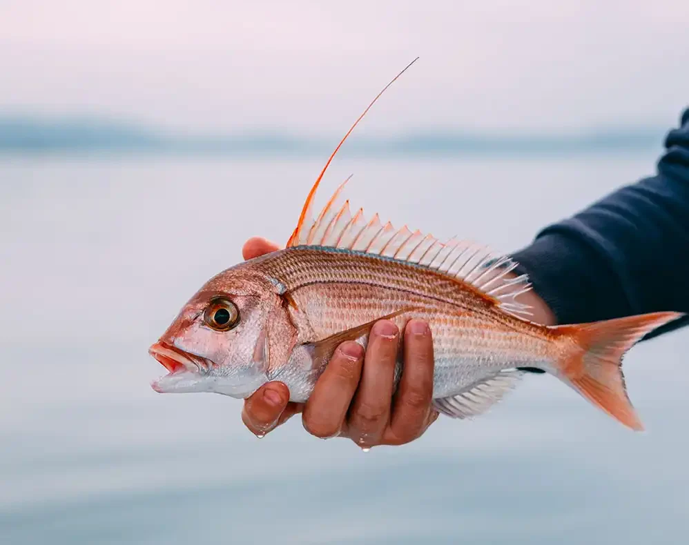 our-expertise-fish