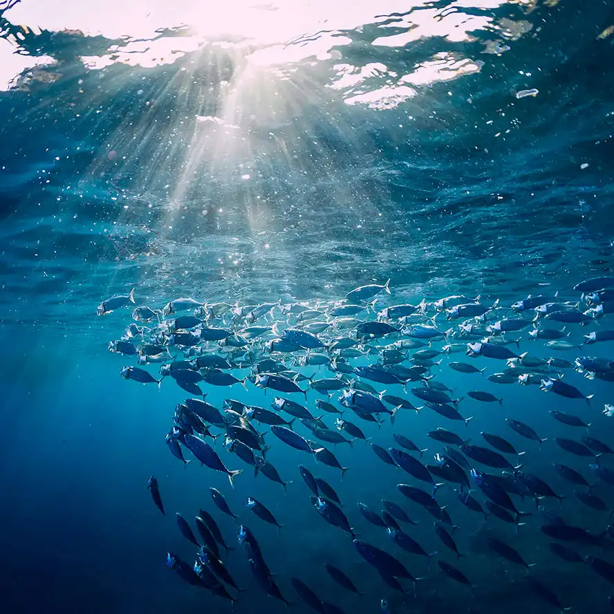 our-philosophy-sea-fish