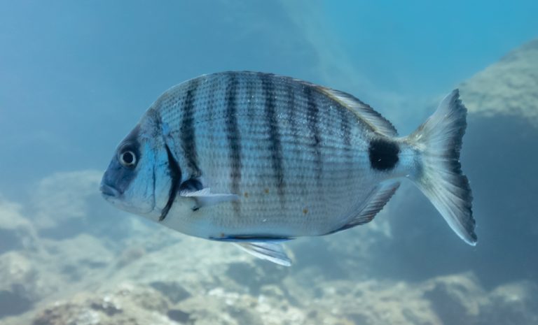 WhiteSeabream