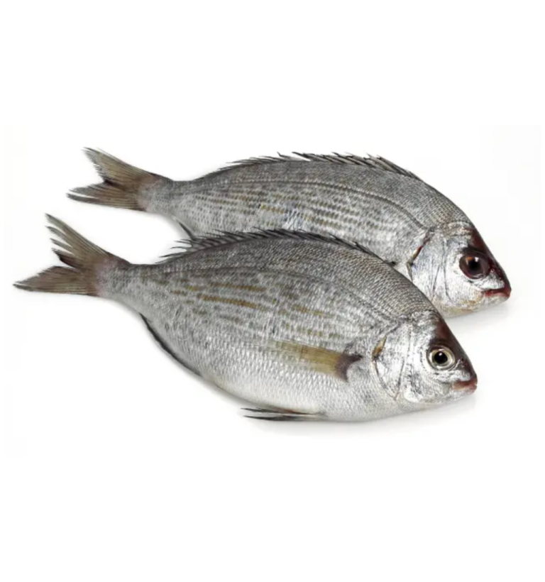 black bream