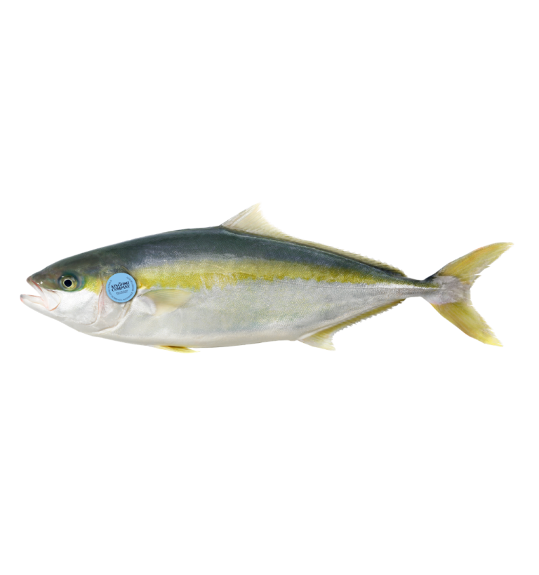 yellowtail kingfish