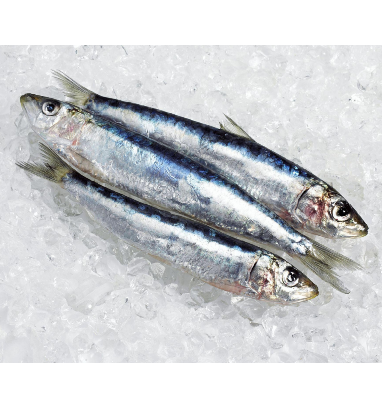 sardine